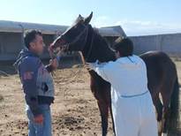 مزارع پرورش اسب شهرستان درگز عاری از بیماری مشمشه 